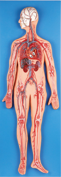 Модель анатомирования циркуляторной системы вводит главные артерии и vein